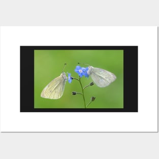 Two Small White Butterflies on a Forget-me-not Flower Posters and Art